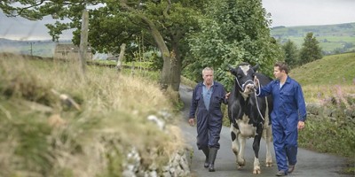two men walking with a cow