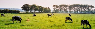grassy field with cows grazing