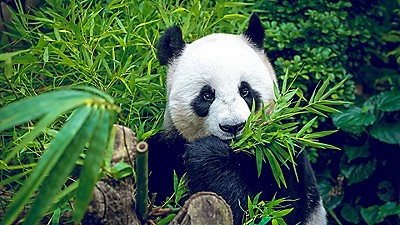 panda bear in bushes eating bamboo