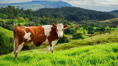 Brown and white cow standing in a field