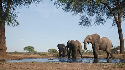 Elephants graze on the savanna