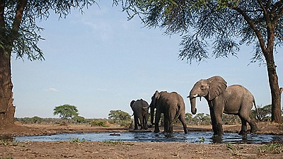 Picture of 3 Elephants walking out of water in the desert