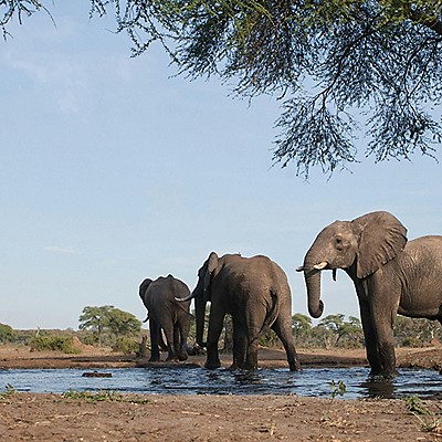 Picture of 3 Elephants walking out of water in the desert